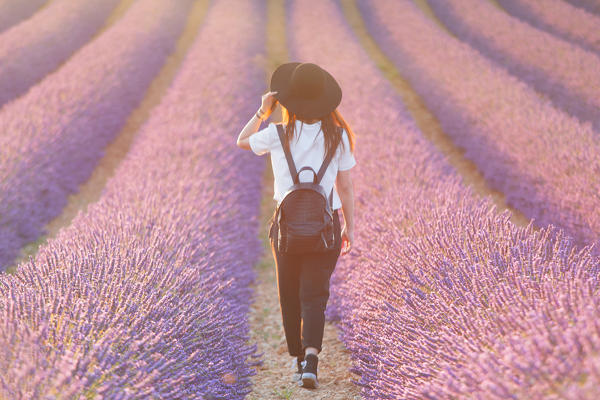 Europe, France,Provence Alpes Cote d'Azur,Plateau de Valensole. Girl in lavender field.