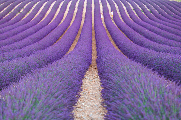 Europe, France,Provence Alpes Cote d'Azur,Plateau of Valensole.
Lavender Field 
