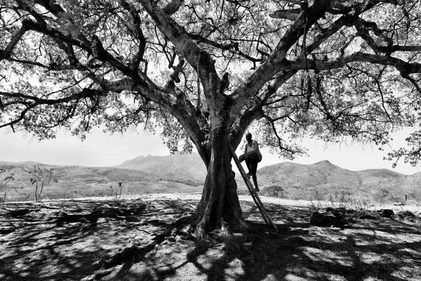 Africa,Malawi,Lilongwe district.
Typical African tree
