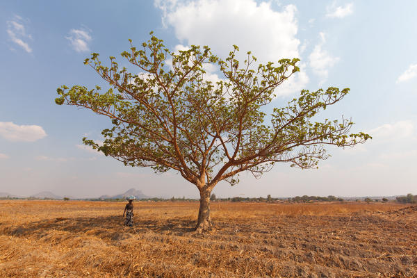 Africa,Malawi,Lilongwe district.
Woman with load of grain in the countryside African