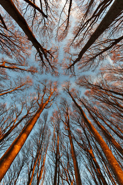 Europe,Italy ,Tuscan Emilian Appennines, the nature reserve in Italy. Biogenetic nature reserve 