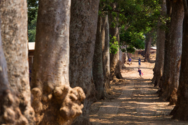 Africa,Malawi,Lilongwe district, Nzama village.
Giant Sequoia
