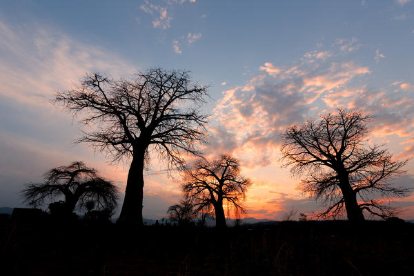 Africa,Malawi,Lilongwe district.
Baobab at sunset