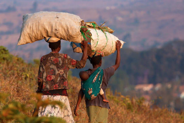 Africa,malawi,Lilongwe district, Dedza
Carrier wood 
