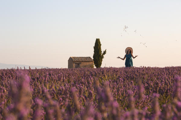 Europe, France,Provence Alpes Cote d'Azur,Plateau de Valensole.
Woman in lavender field.