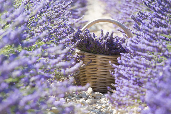Europe, France,Provence Alpes Cote d'Azur,Plateau de Valensole.Lavender Rows 