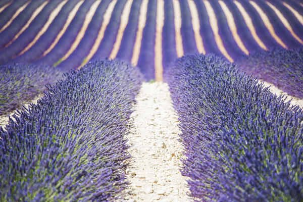 Europe, France,Provence Alpes Cote d'Azur,Plateau de Valensole.Lavender Rows 