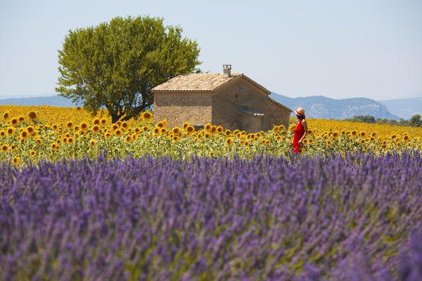 Europe, France,Provence Alpes Cote d'Azur,Plateau de Valensole.
Couple among flowers