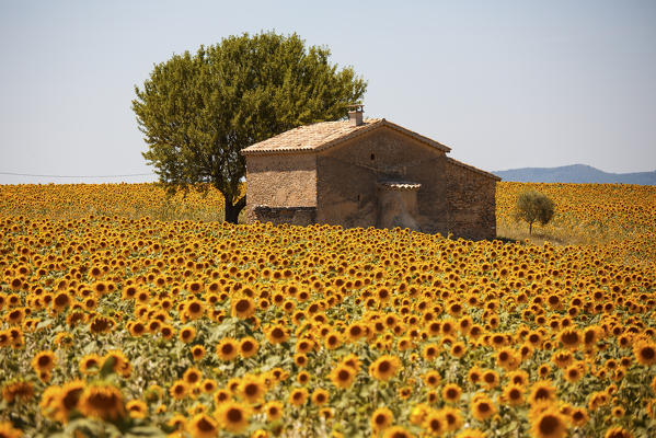 Europe, France,Provence Alpes Cote d'Azur,Plateau de Valensole.
Couple among flowers