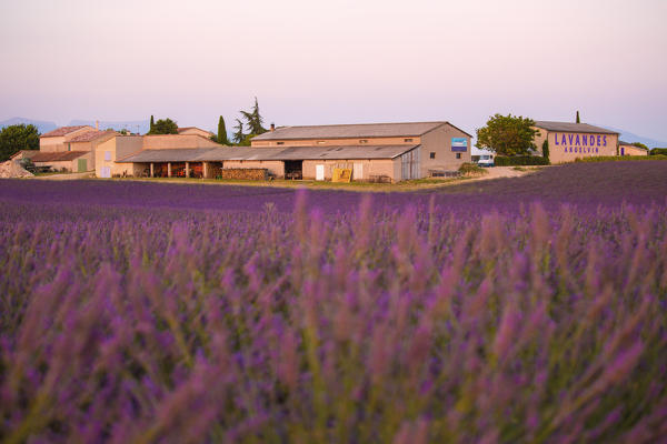 Europe, France,Provence Alpes Cote d'Azur,Plateau de Valensole.
Couple among flowers