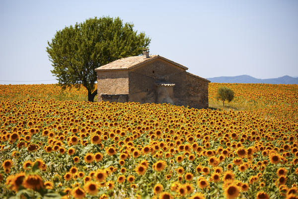 Europe, France,Provence Alpes Cote d'Azur,Plateau de Valensole.
Couple among flowers