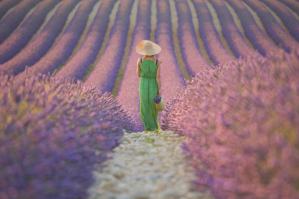 Europe, France,Provence Alpes Cote d'Azur,Plateau de Valensole.
Woman in lavender field.