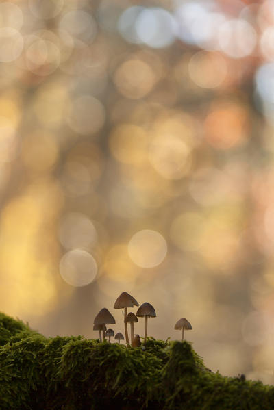 Europe, Italy, Toscoemilian Appennine, Casentines Forests