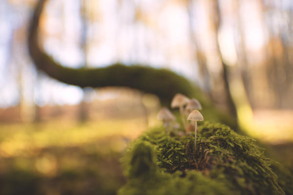 Europe, Italy, Toscoemilian Appennine, Casentines Forests