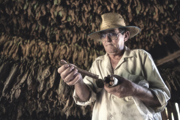 Cuba, Republic of Cuba, Central America, Caribbean Island.
Havana district.
Tobacco farm in Pinal dal Rio