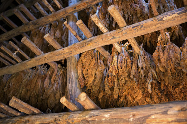 Cuba, Republic of Cuba, Central America, Caribbean Island.
Havana district.
Tobacco farm in Pinal dal Rio