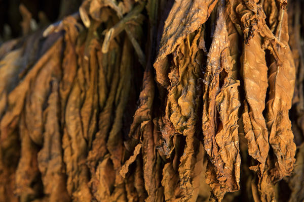 Cuba, Republic of Cuba, Central America, Caribbean Island.
Havana district.
Tobacco farm in Pinal dal Rio