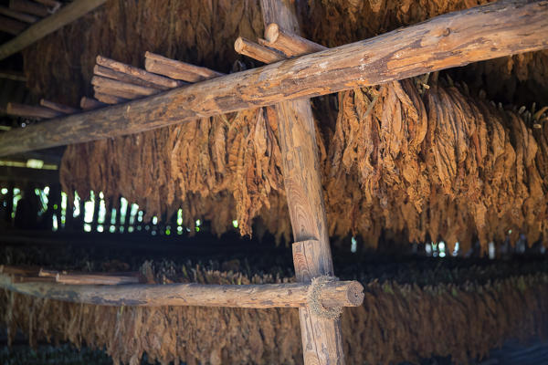 Cuba, Republic of Cuba, Central America, Caribbean Island.
Havana district.
Tobacco farm in Pinal dal Rio
