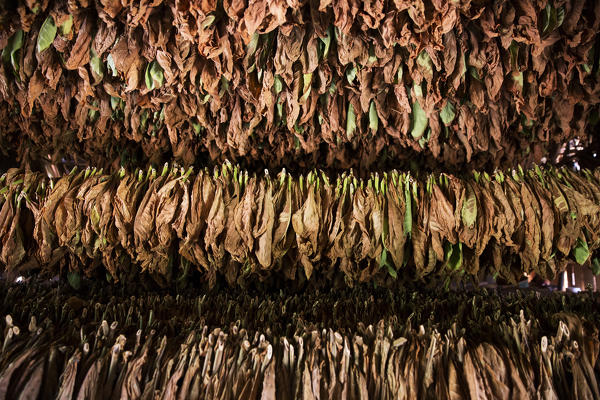 Cuba, Republic of Cuba, Central America, Caribbean Island.
Havana district.
Tobacco farm in Pinal dal Rio