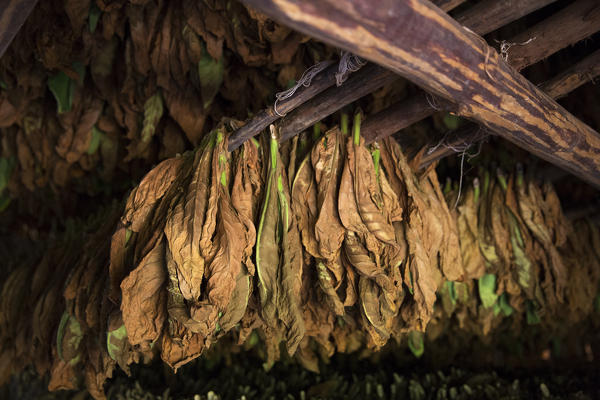 Cuba, Republic of Cuba, Central America, Caribbean Island.
Havana district.
Tobacco farm in Pinal dal Rio