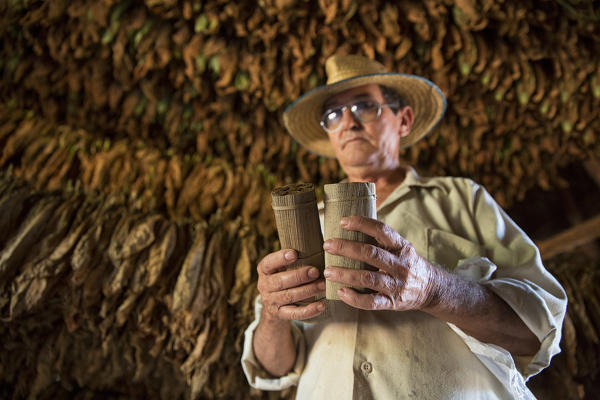 Cuba, Republic of Cuba, Central America, Caribbean Island.
Havana district.
Tobacco farm in Pinal dal Rio, man at work