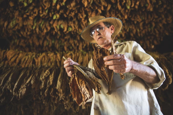 Cuba, Republic of Cuba, Central America, Caribbean Island.
Havana district.
Tobacco farm in Pinal dal Rio, man at work