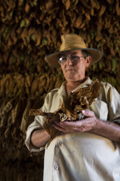 Cuba, Republic of Cuba, Central America, Caribbean Island.
Havana district.
Tobacco farm in Pinal dal Rio, man at work