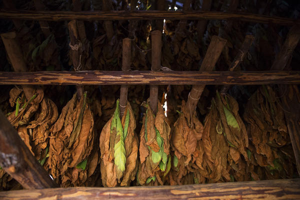 Cuba, Republic of Cuba, Central America, Caribbean Island.
Havana district.
Tobacco farm in Pinal dal Rio