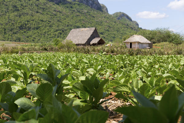 Cuba, Republic of Cuba, Central America, Caribbean Island.
Havana district.
Tobacco farm in Pinal dal Rio