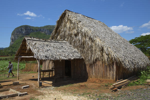 Cuba, Republic of Cuba, Central America, Caribbean Island.
Havana district.
Tobacco farm in Pinal dal Rio