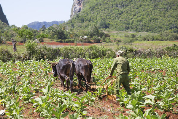 Cuba, Republic of Cuba, Central America, Caribbean Island.
Havana district.
Tobacco farm in Pinal dal Rio, cow, cows at work, man, man at work.