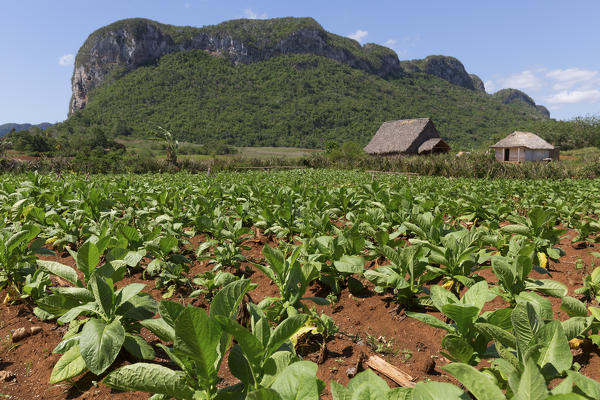 Cuba, Republic of Cuba, Central America, Caribbean Island.
Havana district.
Tobacco farm in Pinal dal Rio