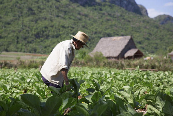 Cuba, Republic of Cuba, Central America, Caribbean Island.
Havana district.
Tobacco farm in Pinal dal Rio, man, man at work