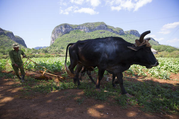 Cuba, Republic of Cuba, Central America, Caribbean Island.
Havana district.
Tobacco farm in Pinal dal Rio, cow,cows at work