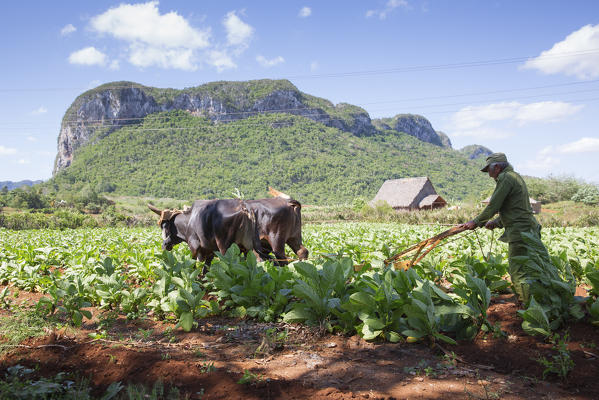 Cuba, Republic of Cuba, Central America, Caribbean Island.
Havana district.
Tobacco farm in Pinal dal Rio, cow,cows at work