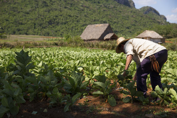 Cuba, Republic of Cuba, Central America, Caribbean Island.
Havana district.
Tobacco farm in Pinal dal Rio, man, man at work