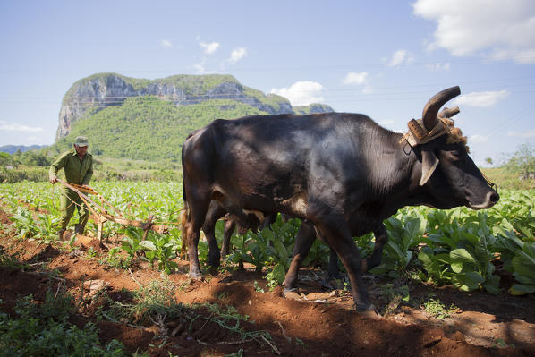 Cuba, Republic of Cuba, Central America, Caribbean Island.
Havana district.
Tobacco farm in Pinal dal Rio, cow,cows at work, man, man at work.