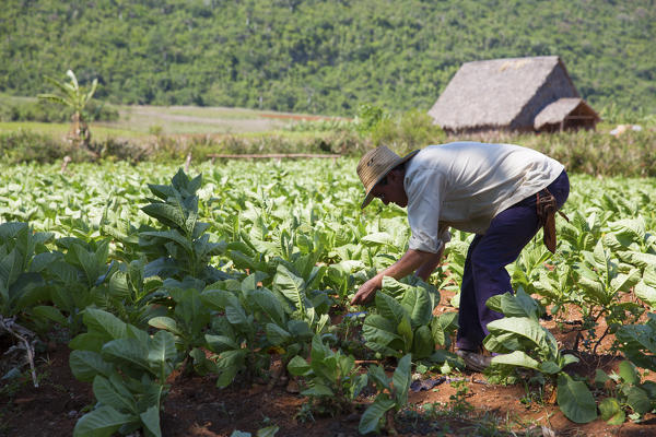 Cuba, Republic of Cuba, Central America, Caribbean Island.
Havana district.
Tobacco farm in Pinal dal Rio, man, man at work