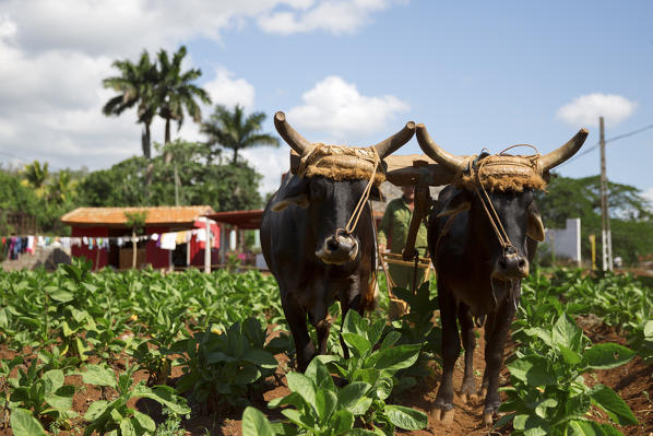 Cuba, Republic of Cuba, Central America, Caribbean Island.
Havana district.
Tobacco farm in Pinal dal Rio, cow, cows at work, man, man at work.