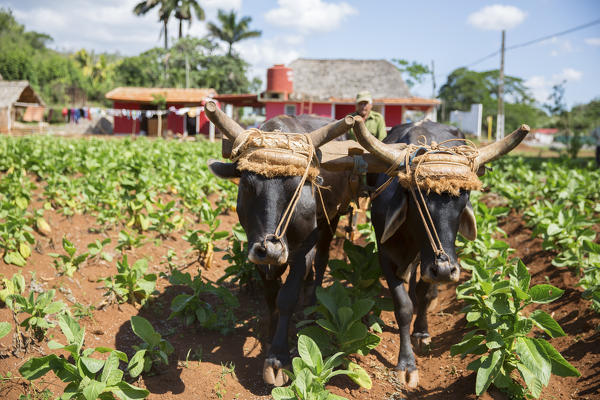 Cuba, Republic of Cuba, Central America, Caribbean Island.
Havana district.
Tobacco farm in Pinal dal Rio, cow, cows at work, man, man at work.