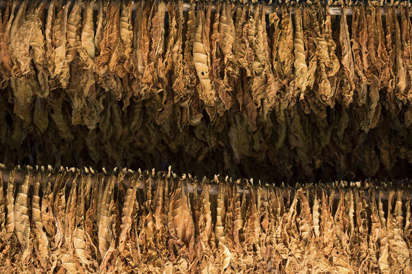 Cuba, Republic of Cuba, Central America, Caribbean Island.
Havana district.
Tobacco farm in Pinal dal Rio