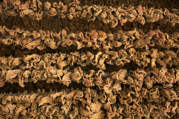 Cuba, Republic of Cuba, Central America, Caribbean Island.
Havana district.
Tobacco farm in Pinal dal Rio