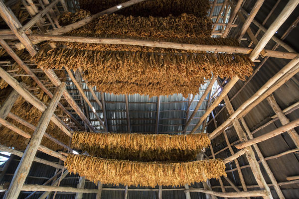 Cuba, Republic of Cuba, Central America, Caribbean Island.
Havana district.
Tobacco farm in Pinal dal Rio