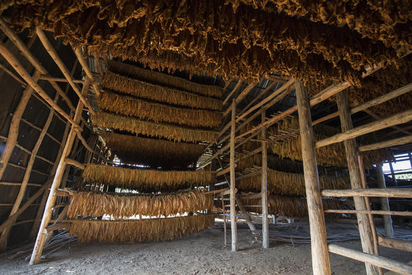 Cuba, Republic of Cuba, Central America, Caribbean Island.
Havana district.
Tobacco farm in Pinal dal Rio