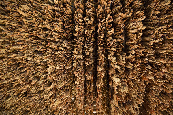 Cuba, Republic of Cuba, Central America, Caribbean Island.
Havana district.
Tobacco farm in Pinal dal Rio