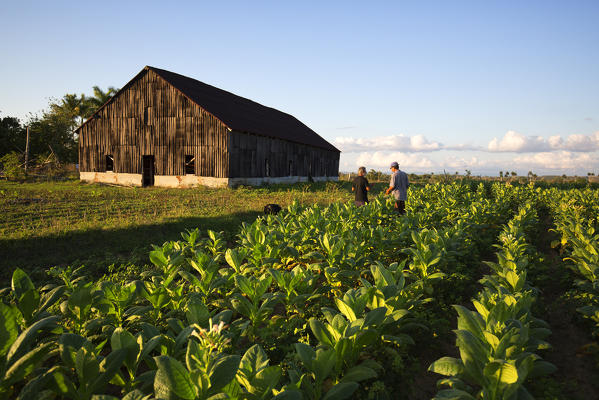 Cuba, Republic of Cuba, Central America, Caribbean Island.
Havana district.
Tobacco farm in Pinal dal Rio, man, man at work.