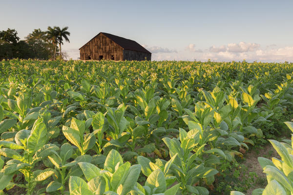 Cuba, Republic of Cuba, Central America, Caribbean Island.
Havana district.
Tobacco farm in Pinal dal Rio