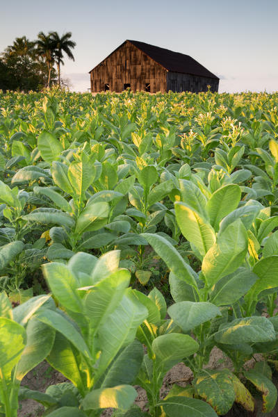 Cuba, Republic of Cuba, Central America, Caribbean Island.
Havana district.
Tobacco farm in Pinal dal Rio