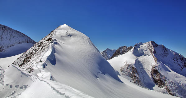 Il pizzo Bernina dal monte Bellavista.