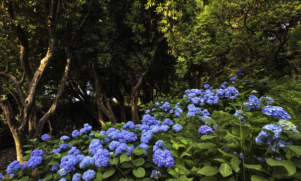   blooming, Hydrangea,  rhododendron arboreum , Villa Carlotta ,botanic garden, Tremezzina , Como Lake, Lombardy, Italy